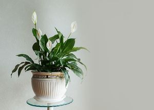 How to Grow and Care for Peace Lily Plants?